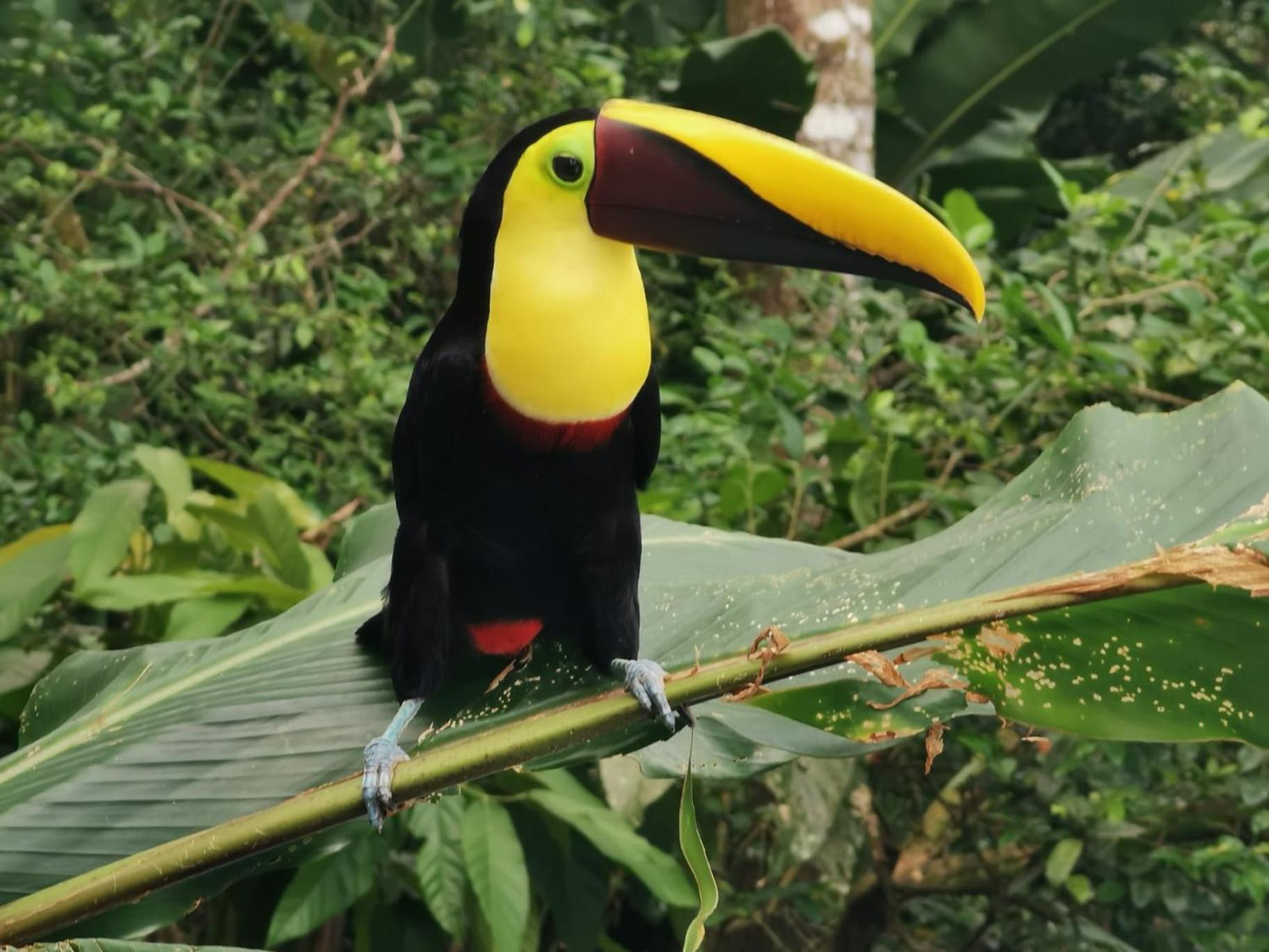 Villa Tucan ラ・フォルトゥナ エクステリア 写真