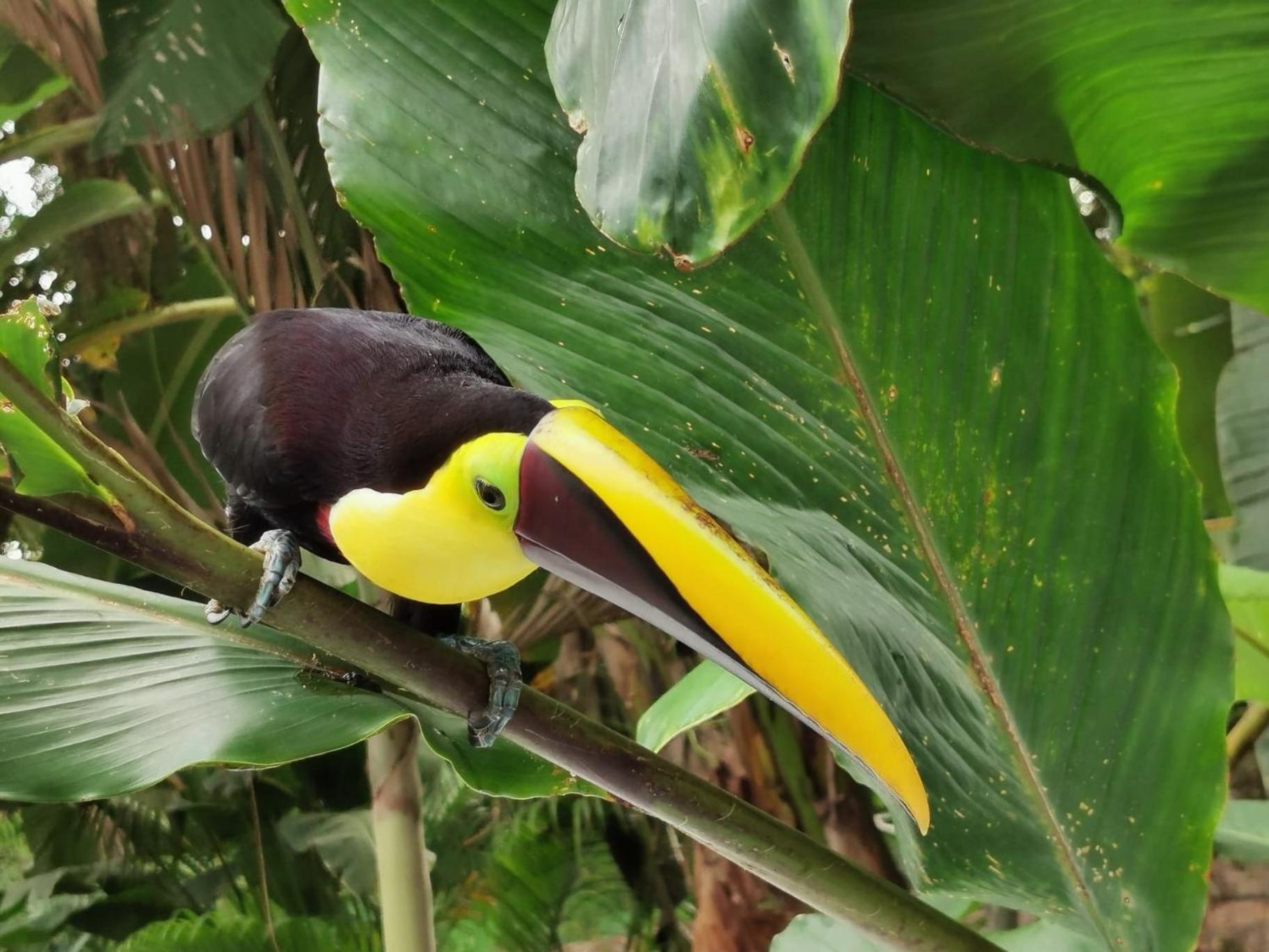 Villa Tucan ラ・フォルトゥナ エクステリア 写真