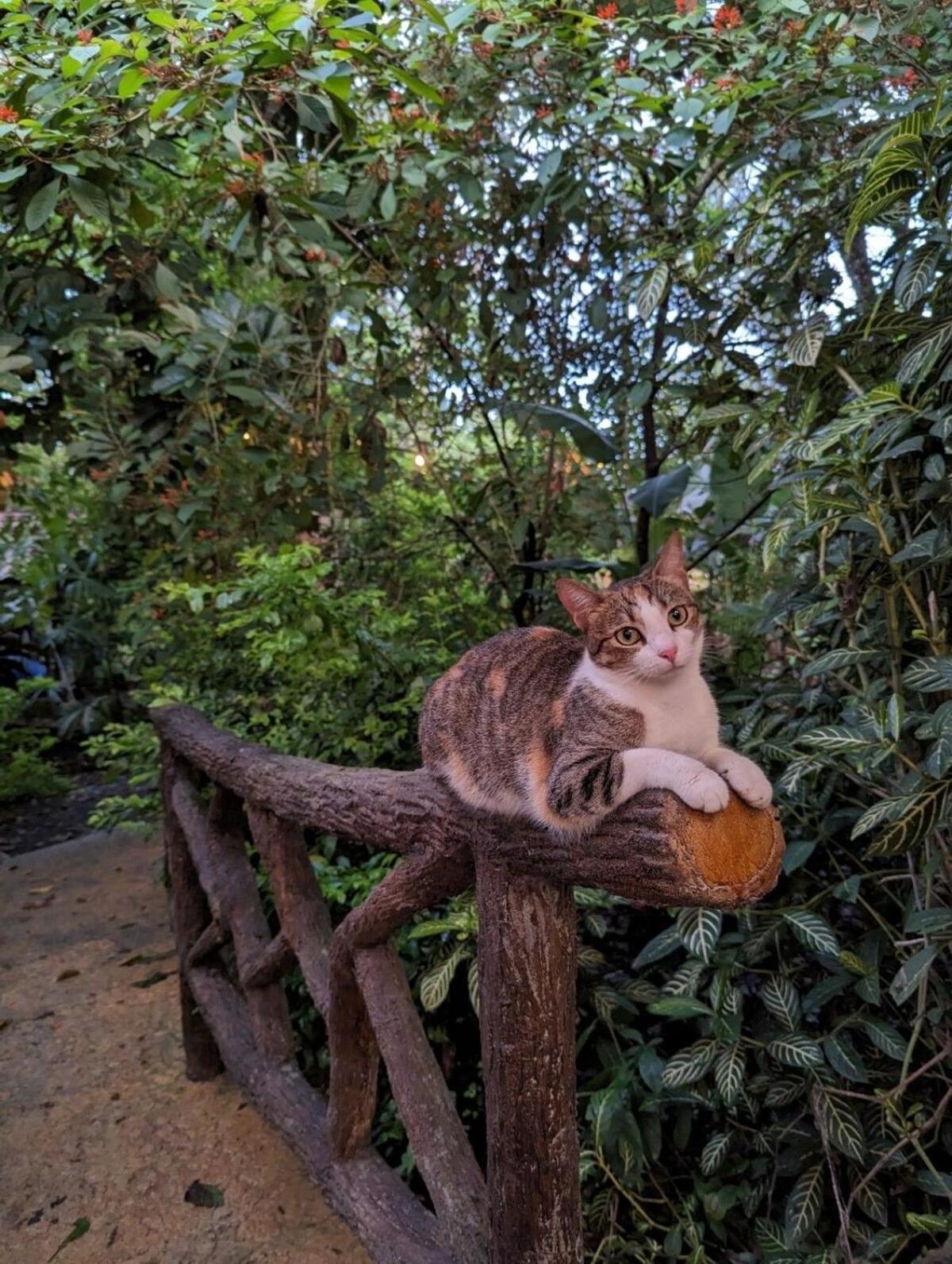 Villa Tucan ラ・フォルトゥナ エクステリア 写真