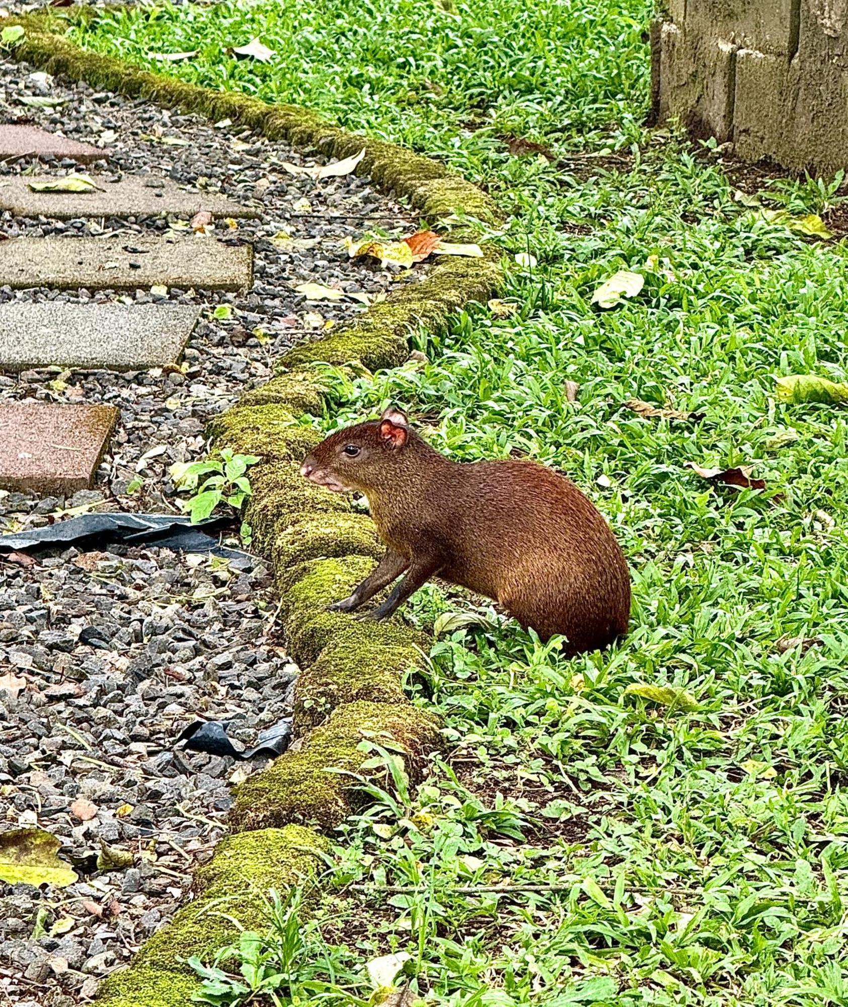 Villa Tucan ラ・フォルトゥナ エクステリア 写真